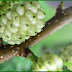 Morus Alba / White mulberry health benefits 