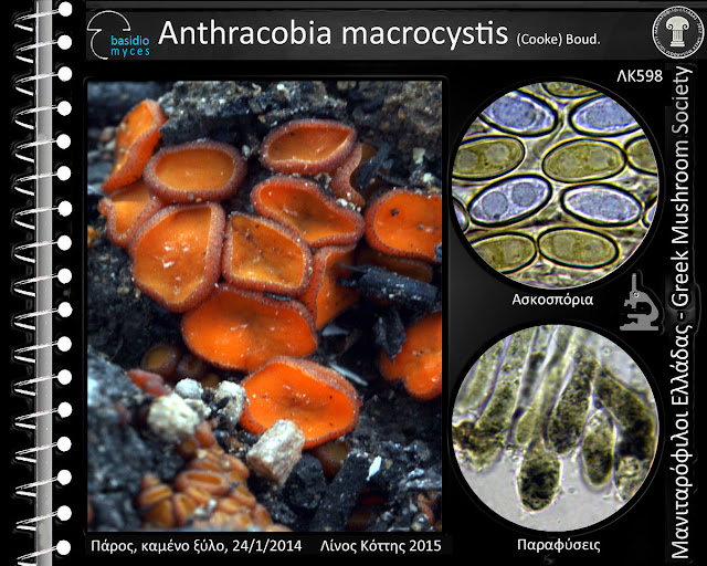 Anthracobia macrocystis (Cooke) Boud.