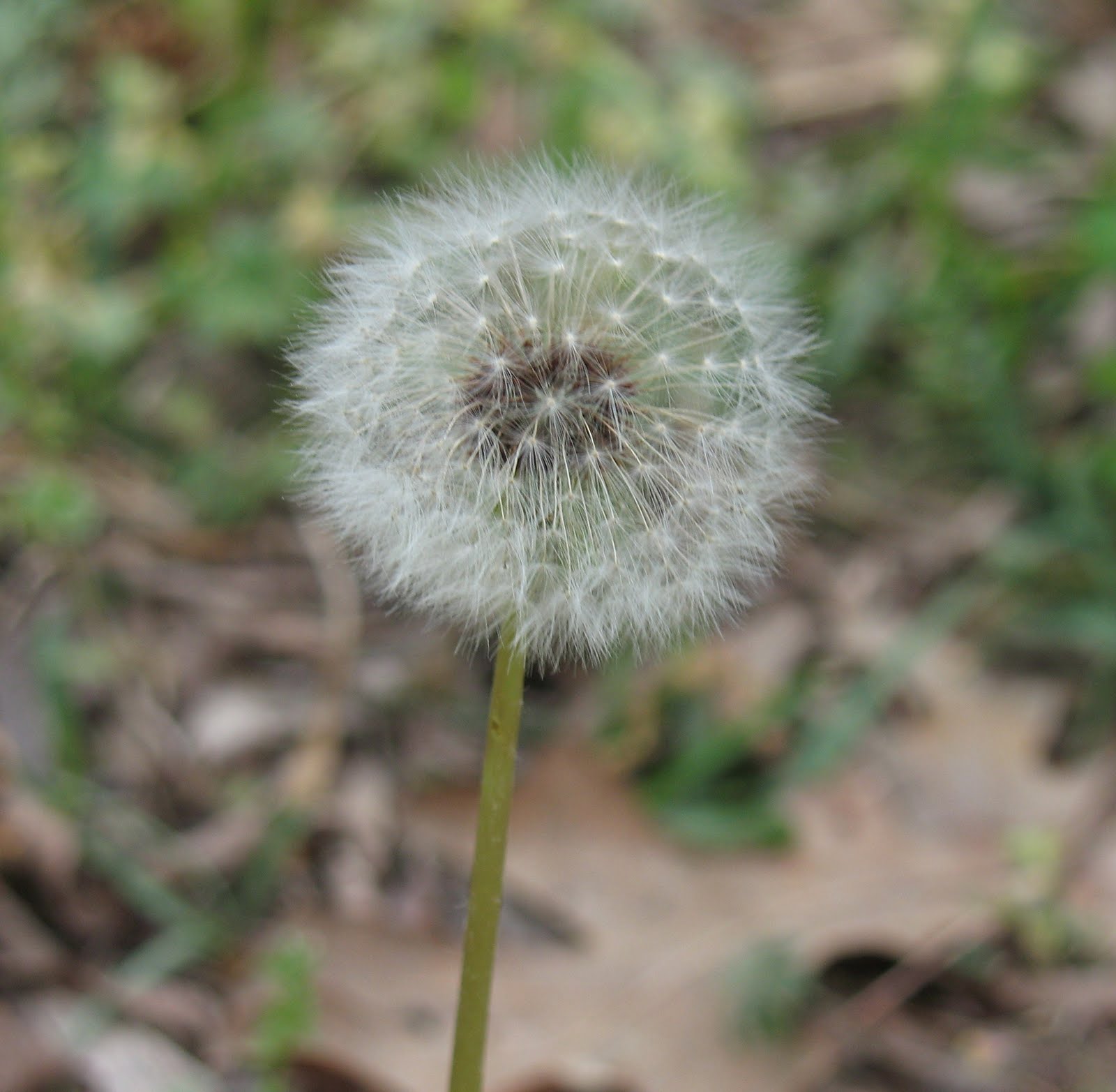 Sensible Survival: Edible Wild Plants - Dandelion Greens