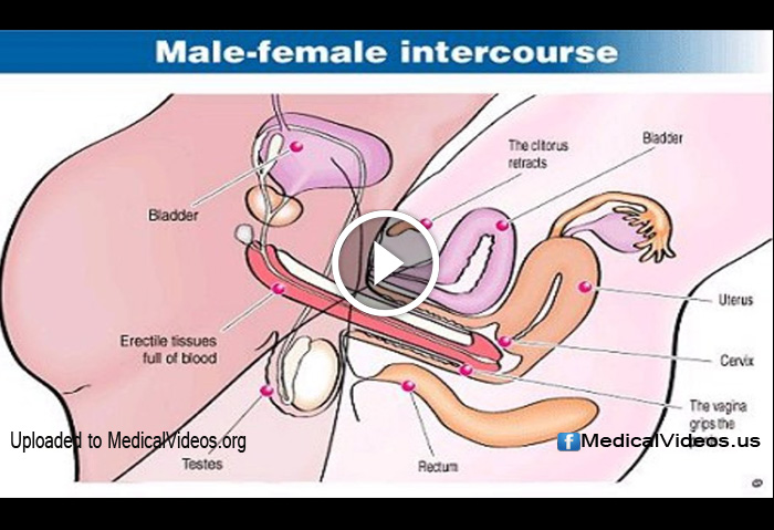 Vagina Penis Intercourse 96