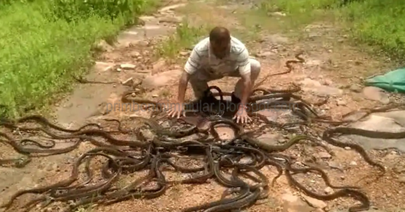 Firasat Mimpi Ketemu Ular Besar Kumpulan arti mimpi, makna mimpi