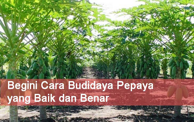 Cara Menanam Pepaya Bangkok Thailand Agar berhasil