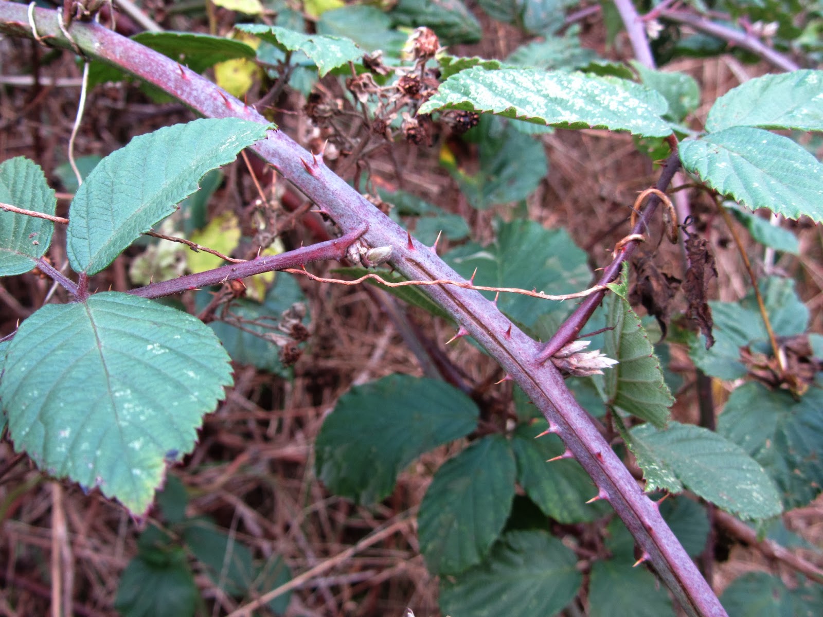 Rubus fructicosus, Bramble