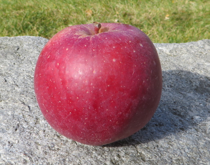 Winecrisp ** Adam's Apples