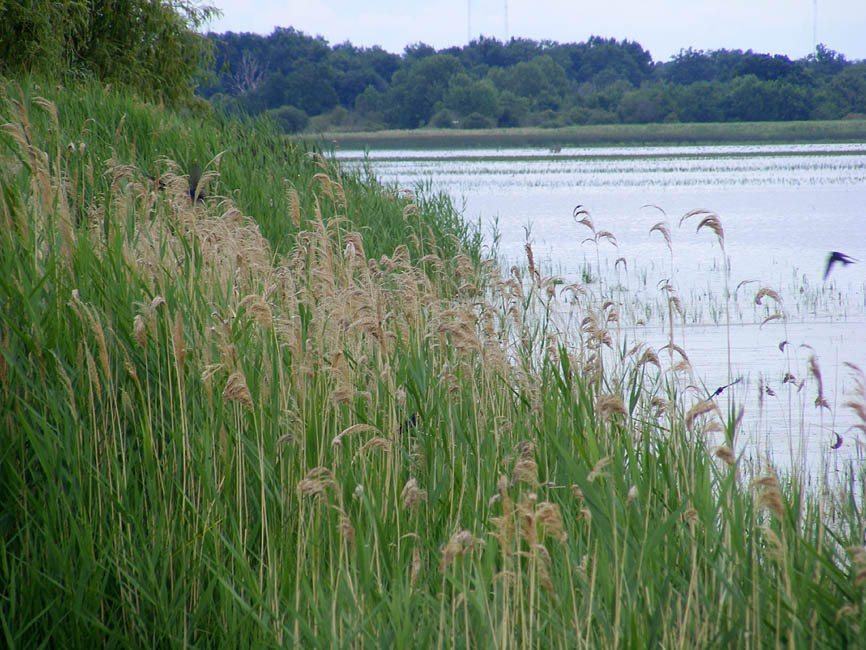 Loire Valley Nature Common Reed Phragmites australis