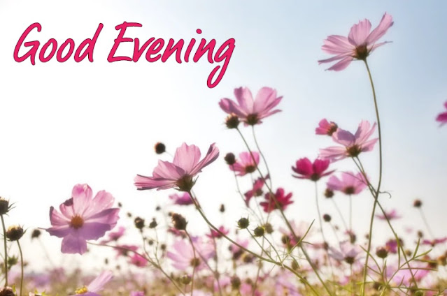 good evening flowers good evening flowers