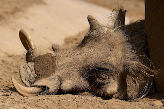 Sıcak bir günde San Diego Hayvanat Bahçesinde dinlenen, toprağa bulanmış bir düğmeli domuz.