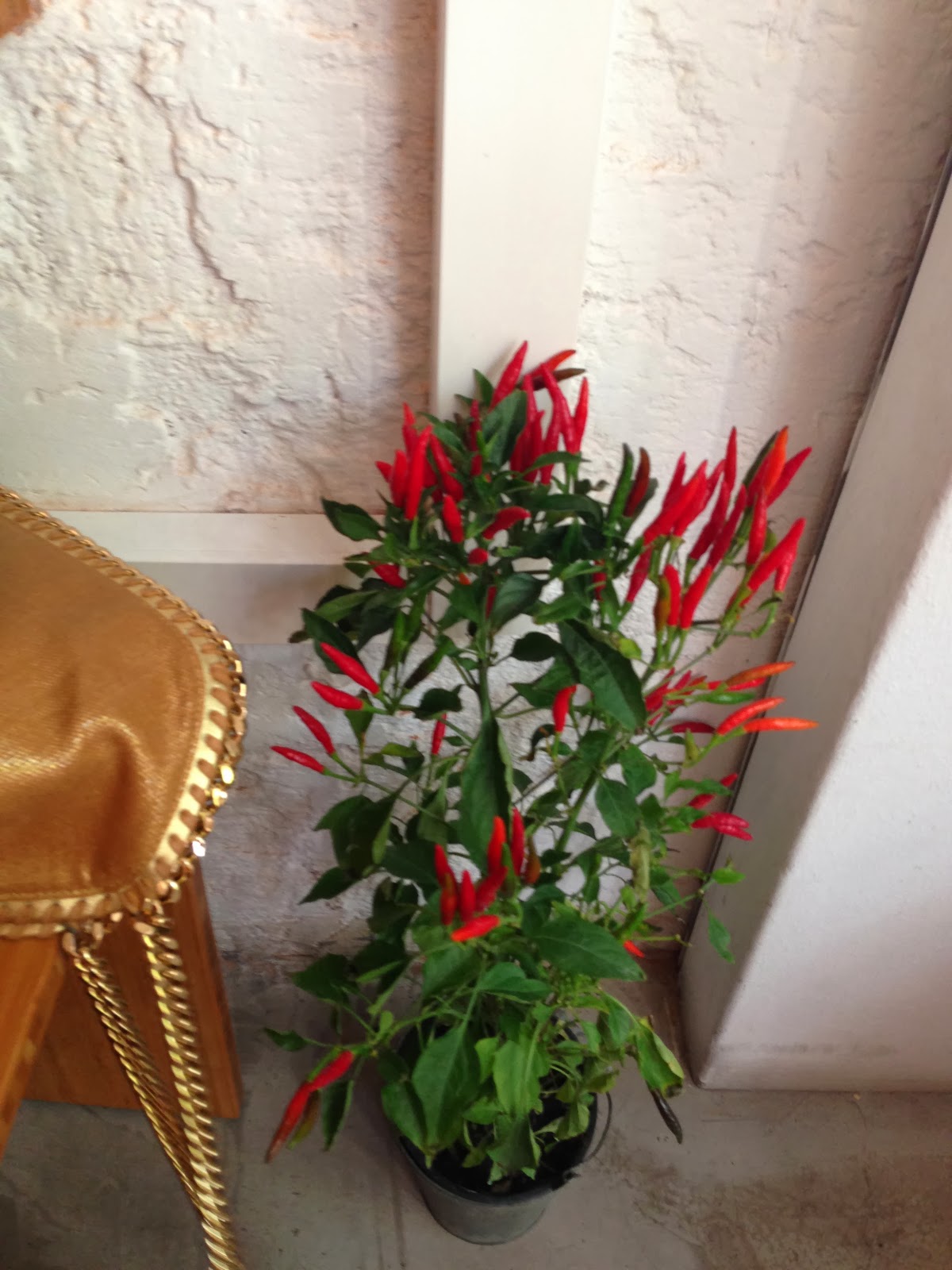 Your Vietnamese Fast Food In Gracia And In The Born! | BELLE Barcelone