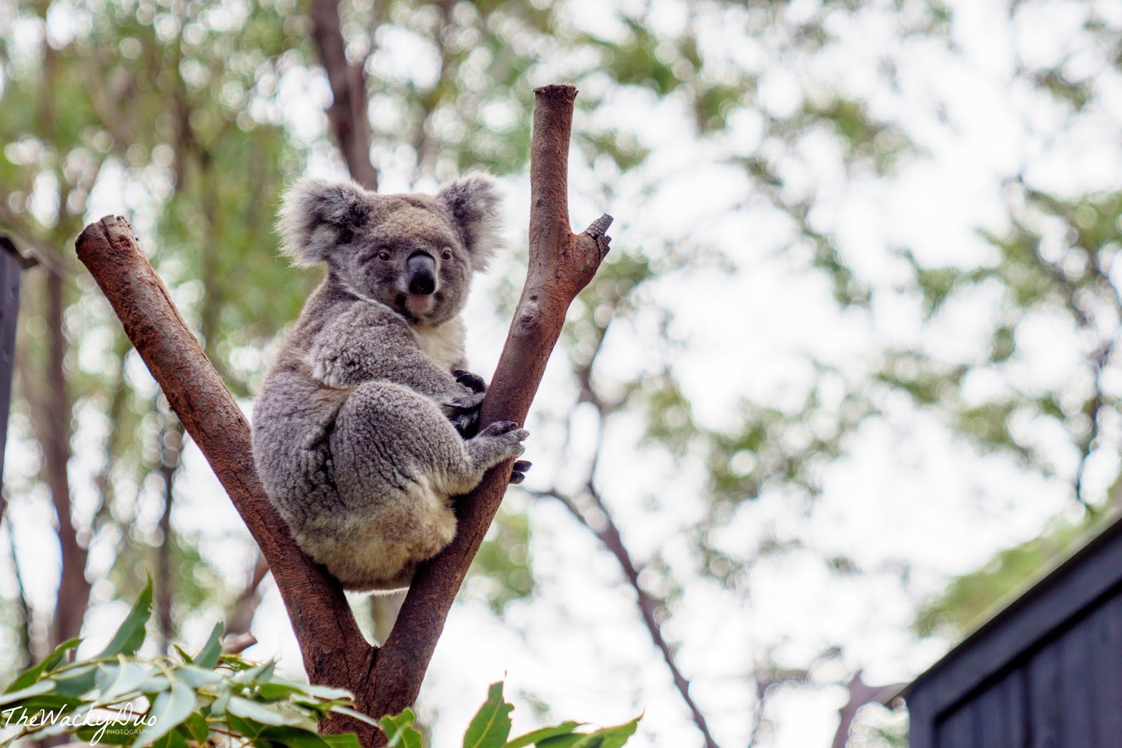 Australian Reptile Park Sydney Review Singapore