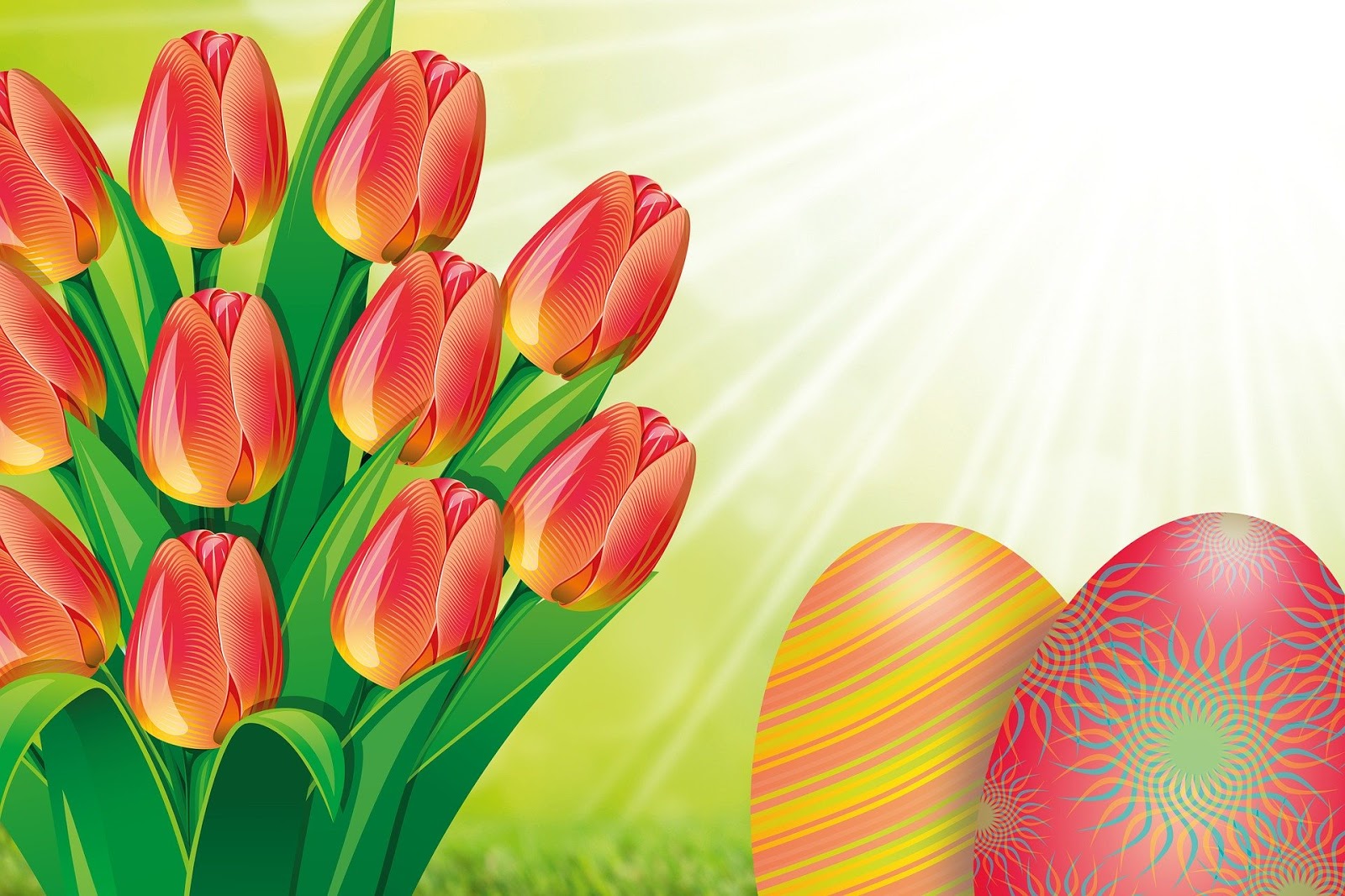  bunga tulip juga salah satu jenis bunga yang terkenal di indonesia 15+ Gambar Bunga Tulip Indah