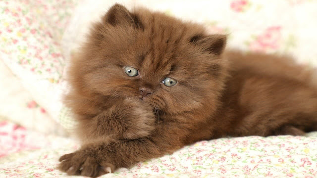 Un gato marrón hermoso con la pata en la boca.