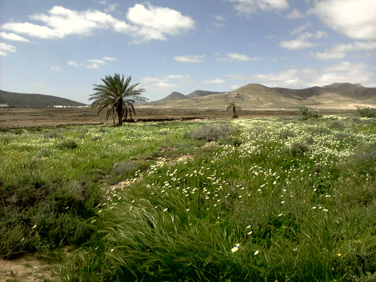 Fuerteventura florida.