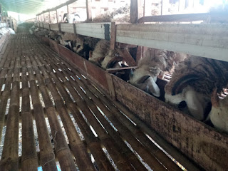 qurban di jogja idqurban.com
