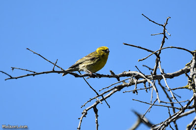 Gafarró (Serinus serinus)