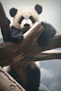 Gambar Wallpaper Panda Keren