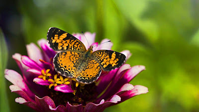 Butterfly wallpaper Butterfly wallpaper