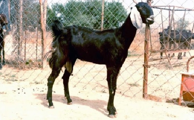 Most Popular Indigenous Breeds of Goats in India