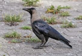 About Ugadi Telugu About Ugadi Telugu