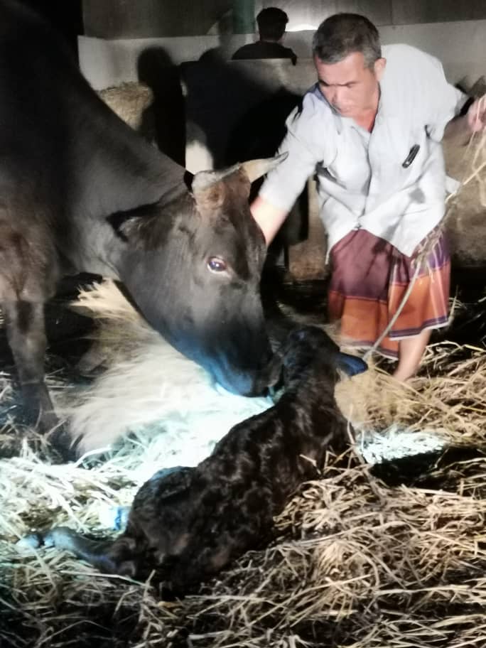 Penternakan Lembu Wagyu Diperkenal Youtube