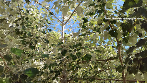 Populus alba