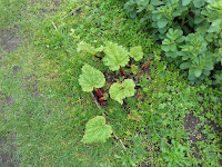 St Ives Cornwall Allotment - Winter - Rhubarb Sprouting