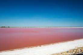 Le Chant de Camargue - L'Artisan Parfumeur 2019 : fondu camarguais.