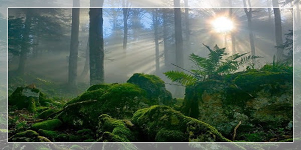 Brocéliande - A Floresta de Merlin