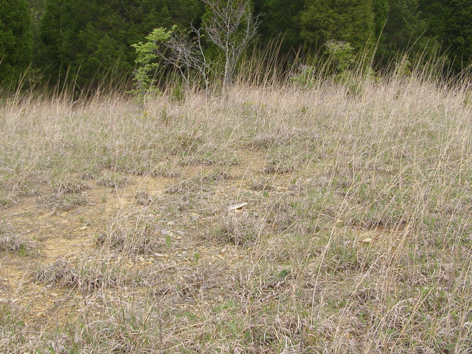 Blue Jay Barrens Killdeer Nest