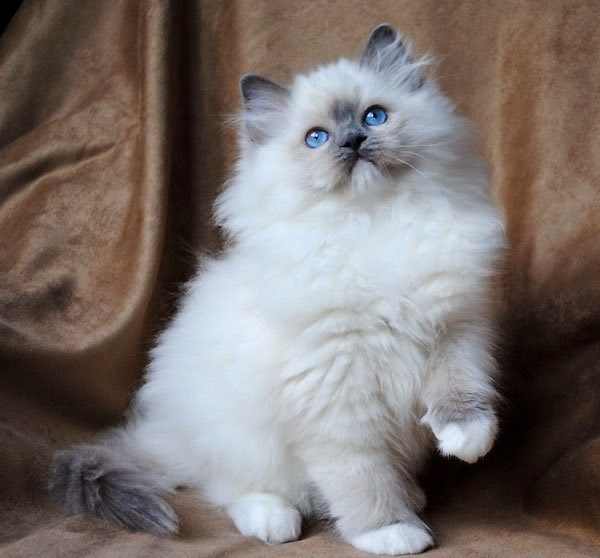 gato-ragdoll-cuidados-docil-