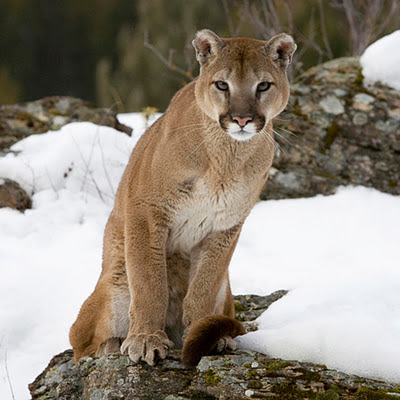 Cougar animals download free wallpapers for Apple iPad