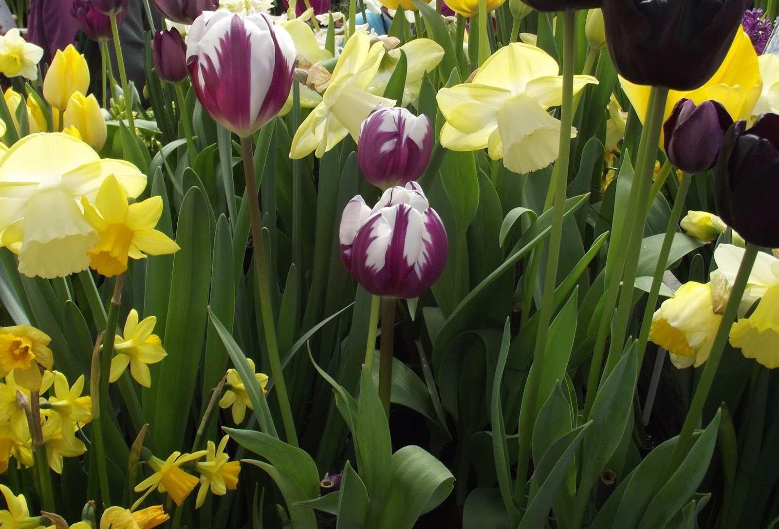 The Old Granite Step Visit the Spring Bulb Show at Smith College!