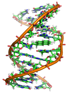 Sigara dumanında bulunan başlıca mutagen olan benzopiren ile DNA arasında oluşmuş bir eklenti (adduct)