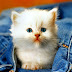 Top 10 Baby Cat Images,greeting, Pictures, Photos, for whatsapp-bestwishpics