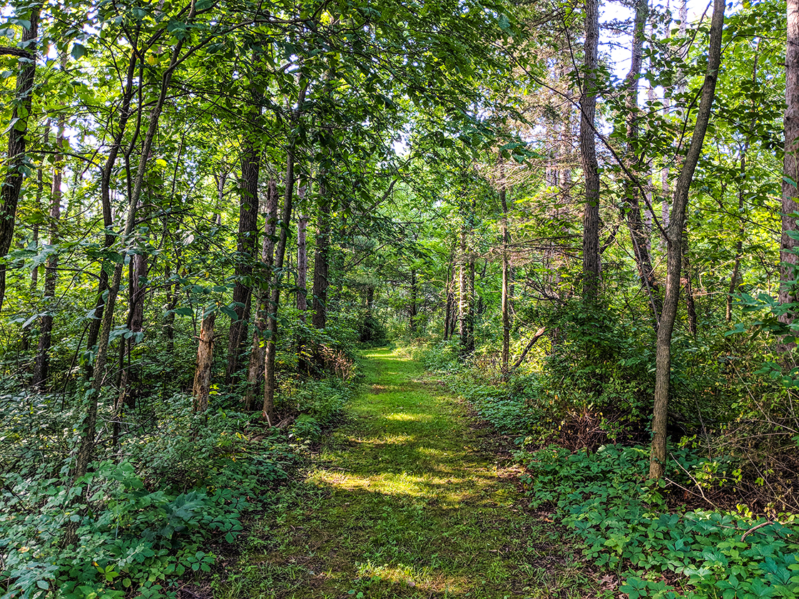 Hiking Morton Forest County Park