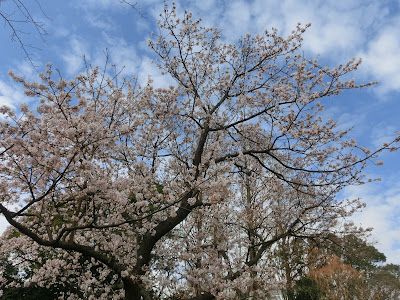 フラワーセンターの玉縄桜