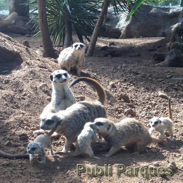 Grupo de suricatas