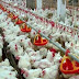الزراعة : تسويق أكثر من مليون دجاجة حية خلال 30 يوماً في كربلاء المقدسة