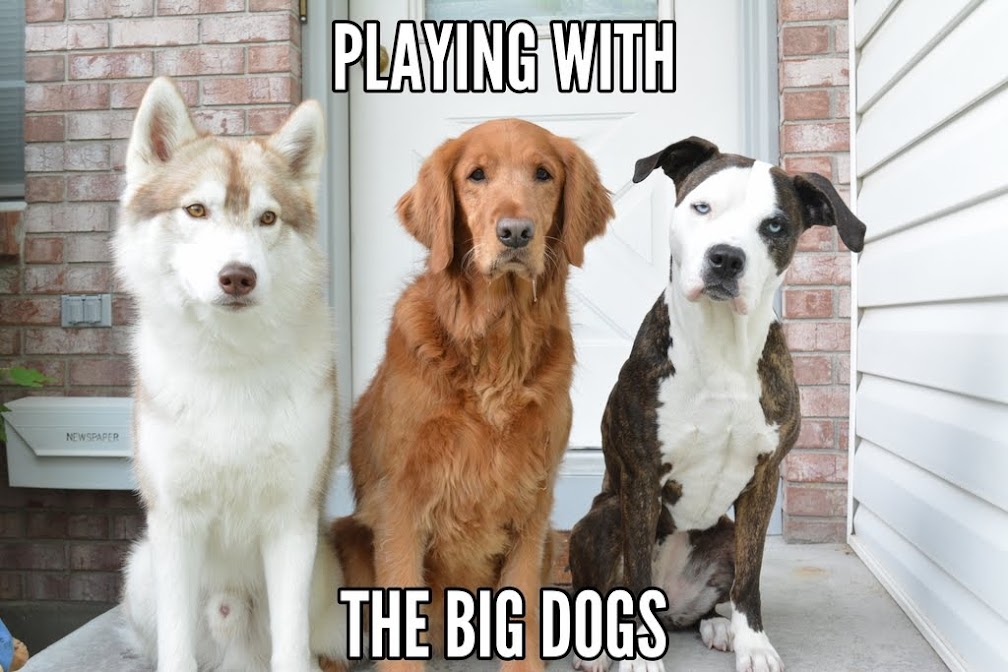 Playing with the Big Dogs.