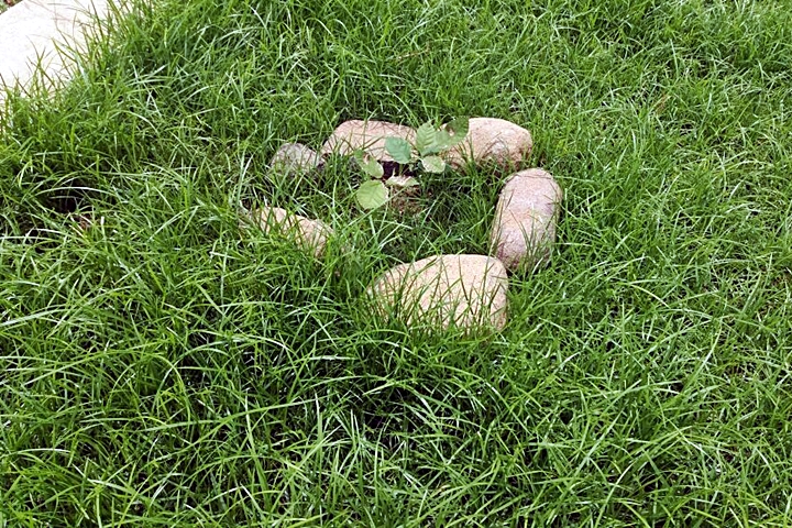 Mudas de ipê são furtadas de praça pública em Piracuruca - Imagem 2