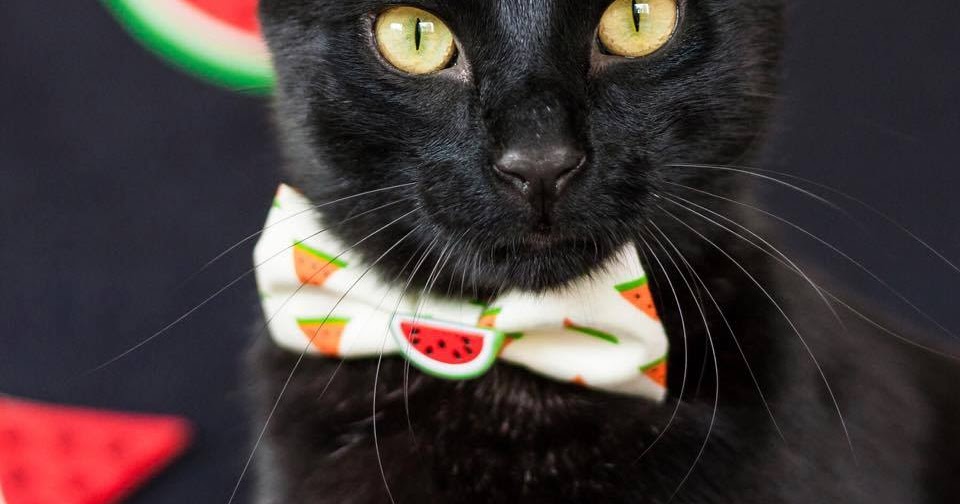 Best Probiotic For Cats With Loose or Runny Stool Holistic Vet and