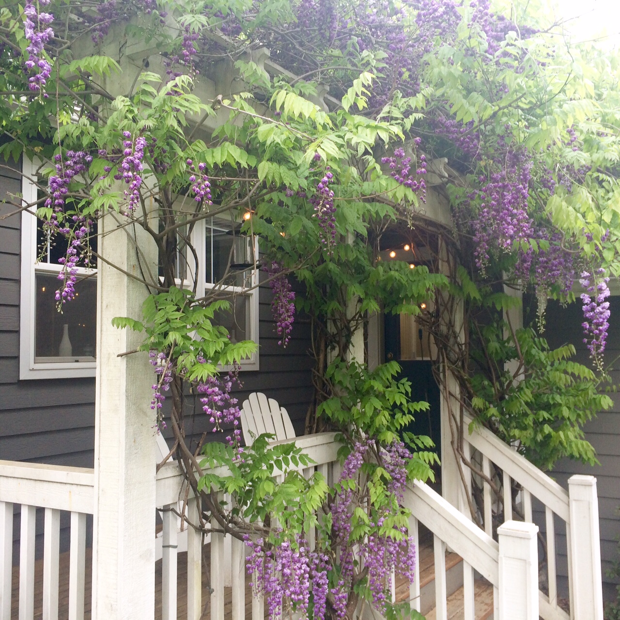 Little Farmstead Farmhouse Flowers (Wisteria)
