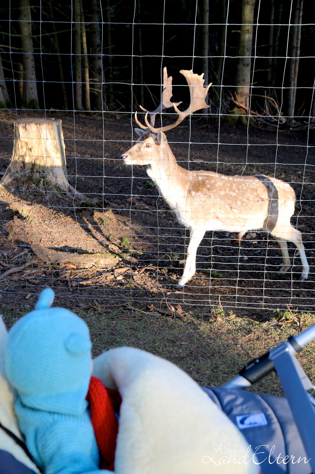 Wildfreigehege Hellenthal