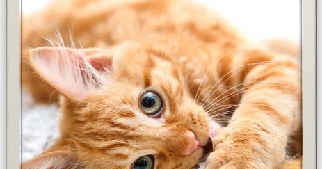 Contoh Teks Deskriptif Bahasa Jawa dan Bahasa Indonesia | Bene Ngerti