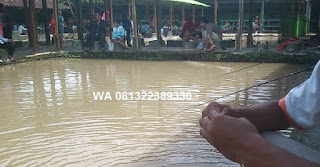Essen Ikan Mas Di Air Keruh Dari Master Essen Essen Ikan Mas Di Air Keruh Dari Master Essen