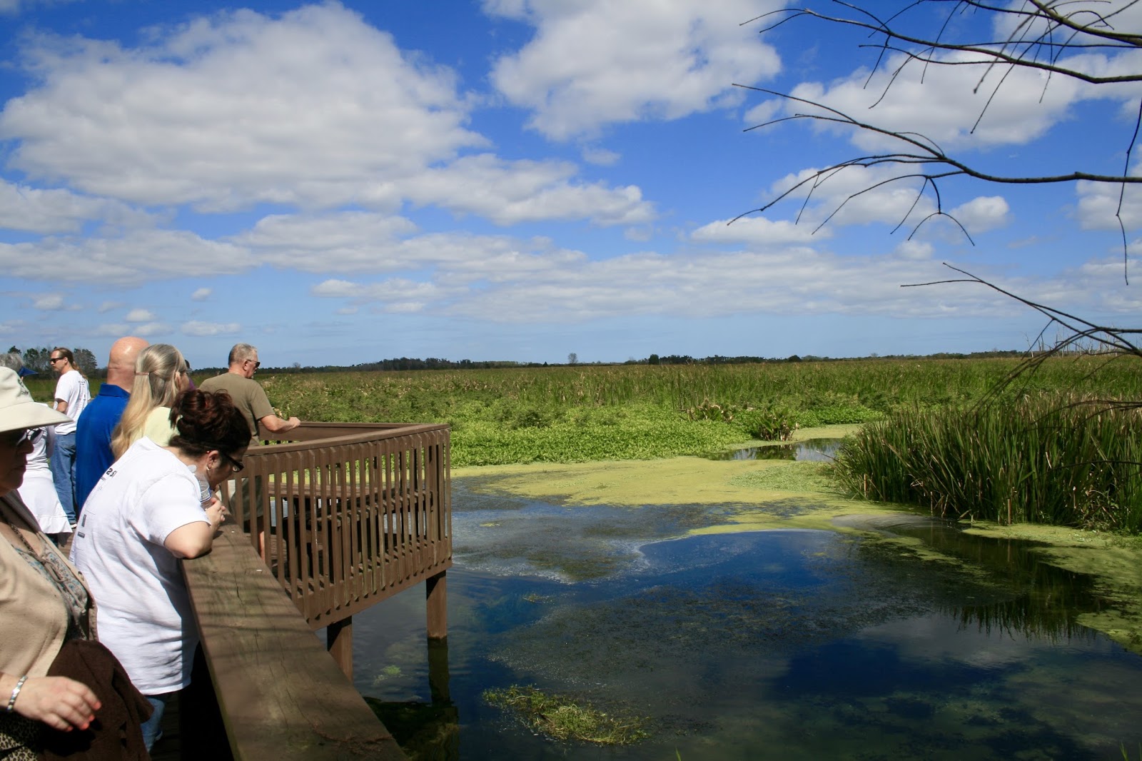 Amy's Creative Pursuits The Orlando Wetlands Festival