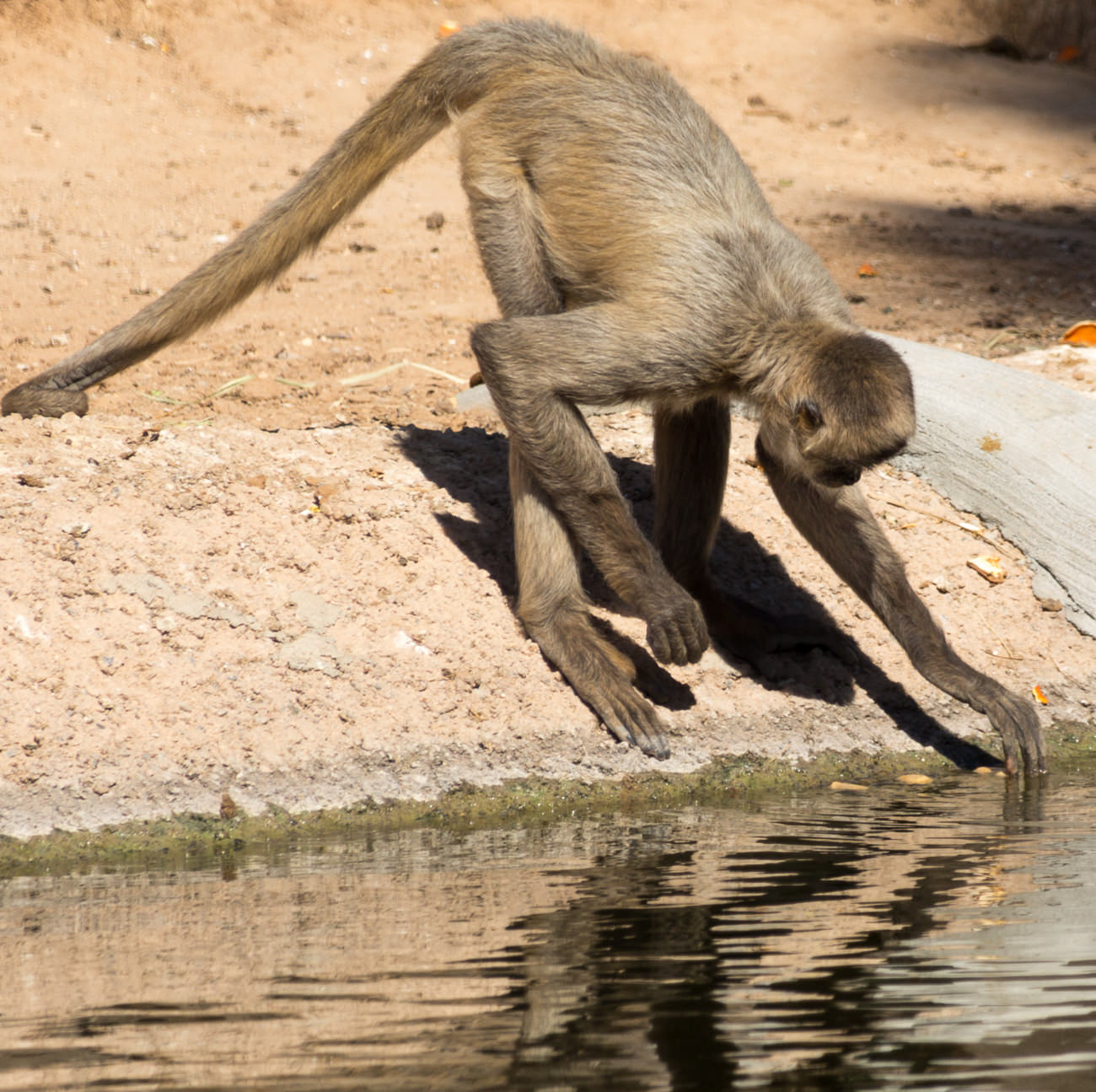 James Gordon Patterson Photography: Wildlife World Zoo in Litchfield