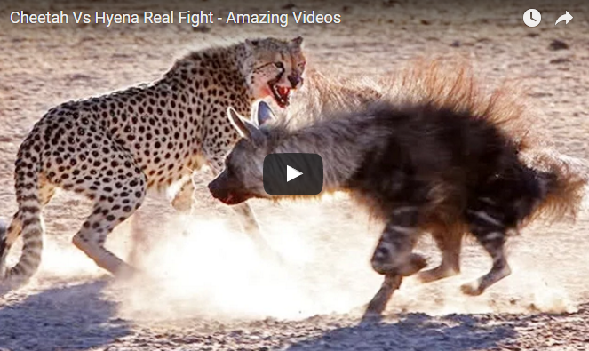 Cheetah Vs Hyena | The Animal Planetery