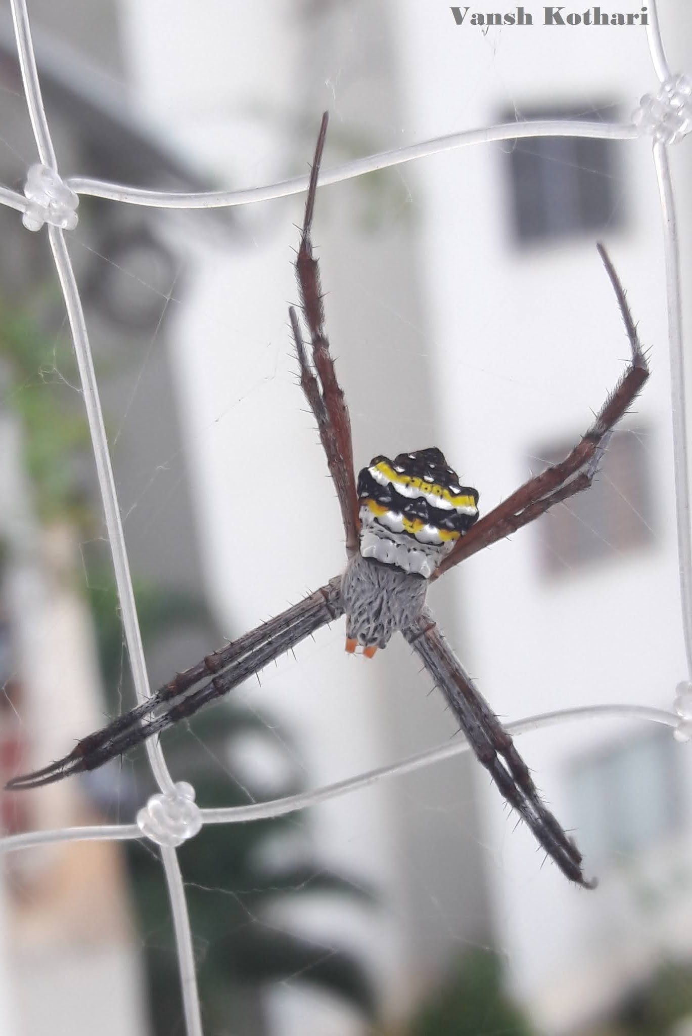 My Balcony Ecosystem Spiders Gallery