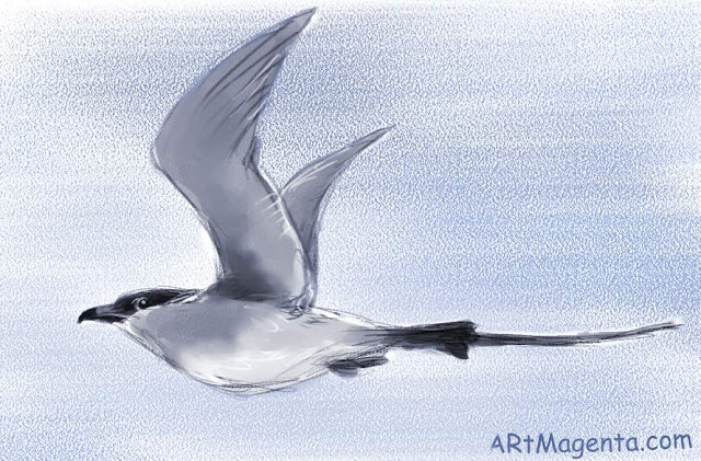 Long-taile Skua is a bird sketch by Artmagenta
