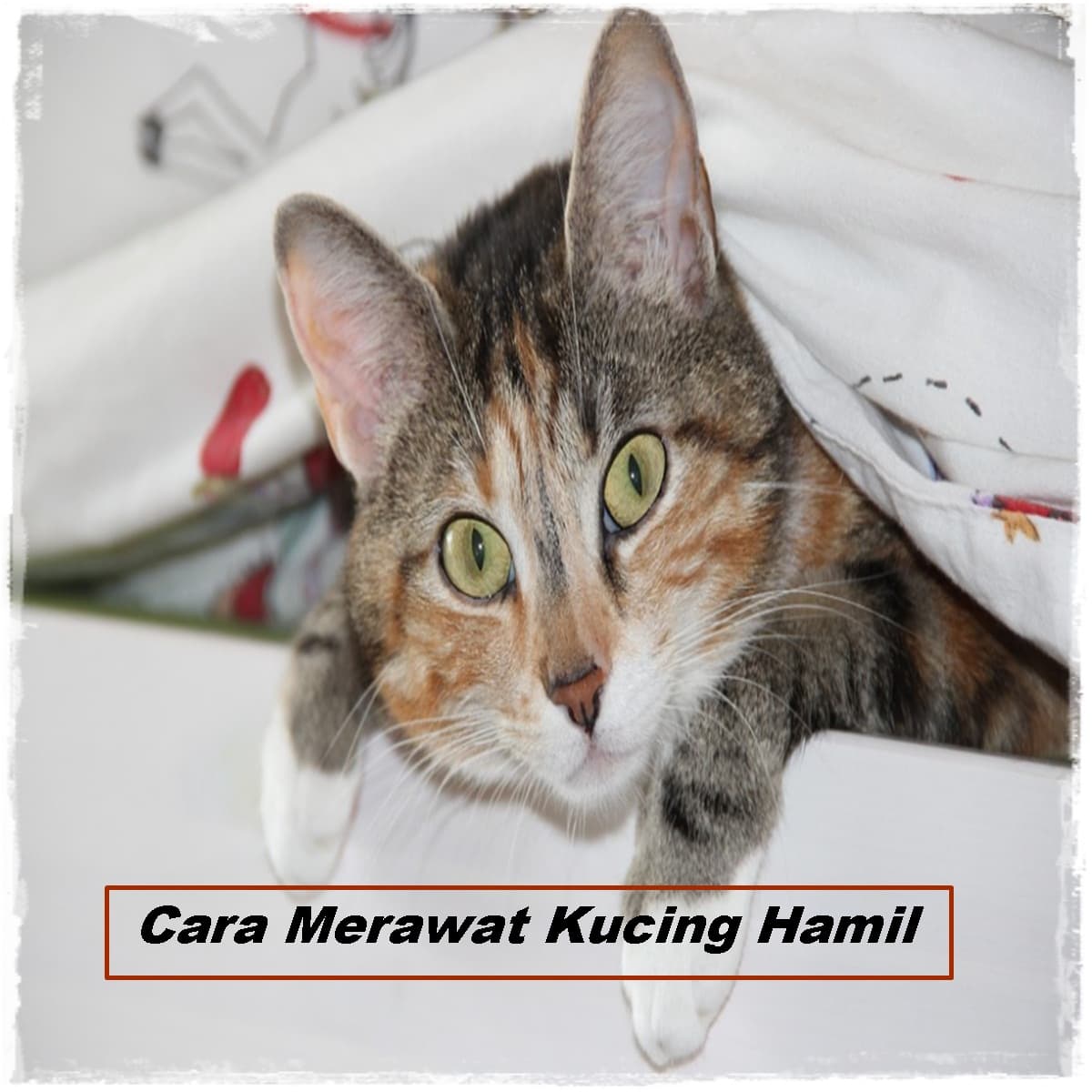 Cara Merawat Kucing Hamil yang Benar Untuk Pemula